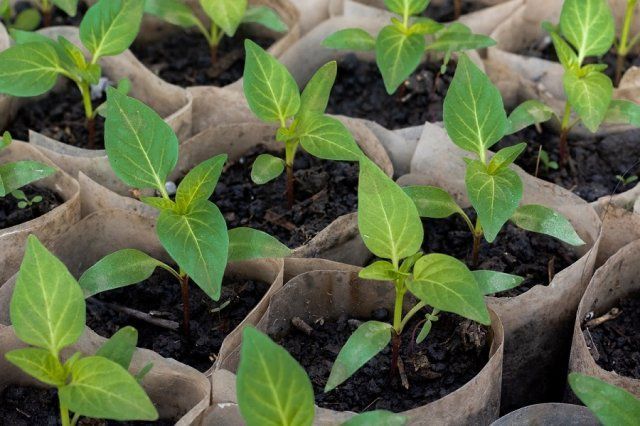 ����� ��� �����������: ������� �������� ������� �������