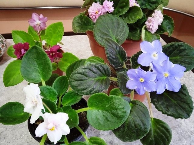 �������� ������ ��� ������ ����� �� ��������