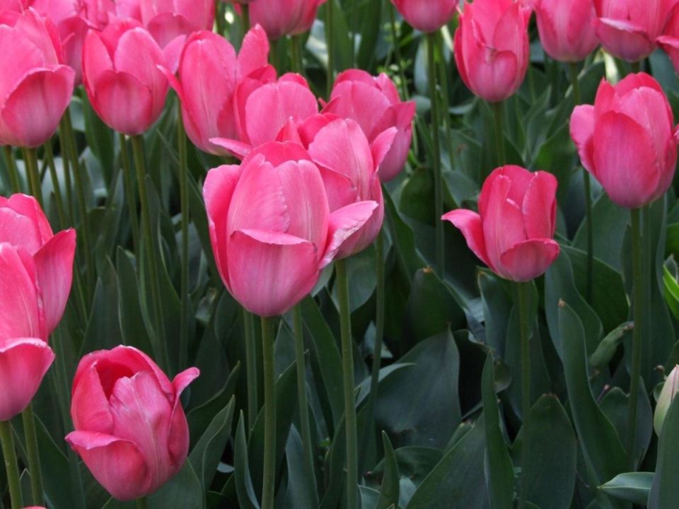 ������ �����: ��������� ������� �������� �������