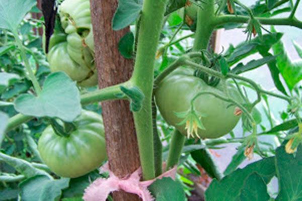 ������ ����� ����: ������ ������ � �������� �����