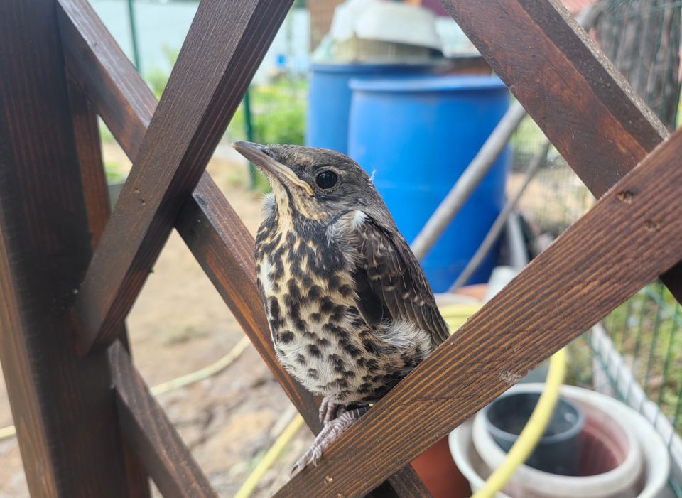 ��� ������ ����� ����� �� �������: ������������ ���� � ������