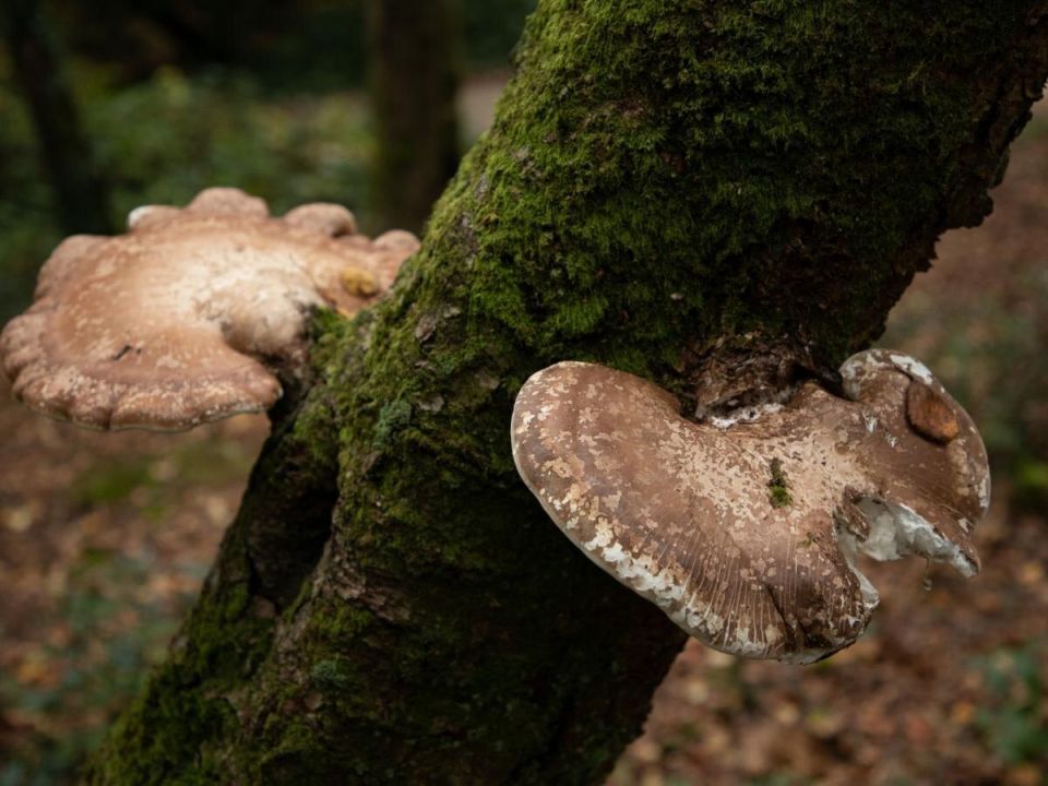 ������ ��������� ����������: ��� ��� ���������� ������������ ������ � ������ ��������