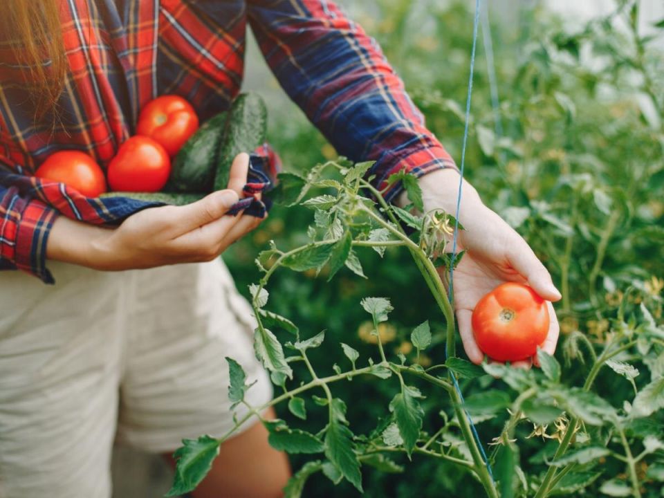 Как получить богатый урожай: советы для ускорения плодоношения овощей