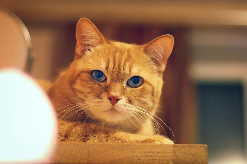 Как отучить кота прыгать на стол: советы эксперта