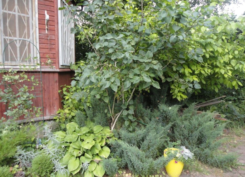 Почему август — идеальный месяц для посадки сирени