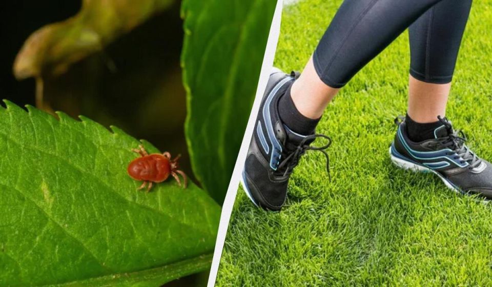 Как уберечь себя от клещей весной