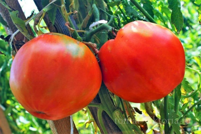 ����� ���� ������: ��� ��������� ������� � �������� ����� � ����� ����