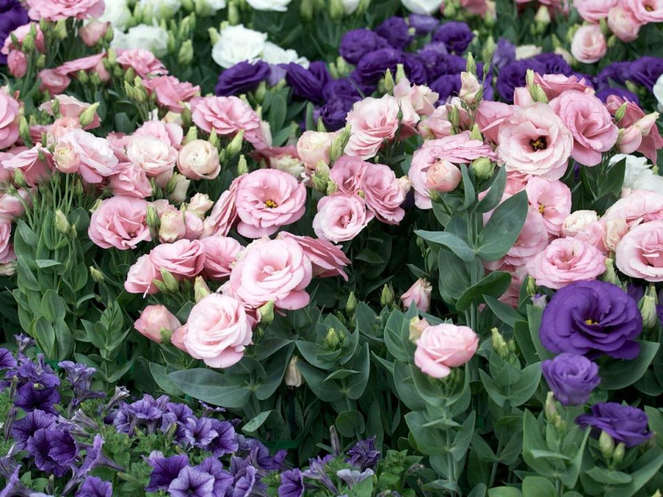 Как успешно вырастить эустому: секреты для первого раза