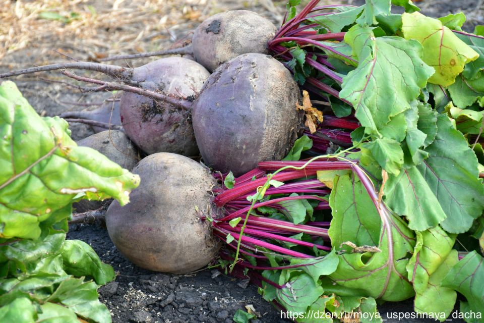 ���� ������, ������� �� ��������: ��������� ����� ��� ������ �������