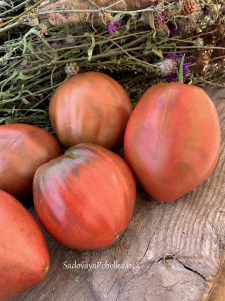 Томат Бычье сердце шоколадное: яркий вкус и впечатляющие плоды