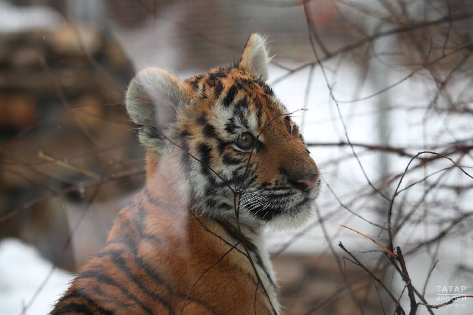 ���������� ������ �������� ���� ����� ����� �������� ��������� ���������������