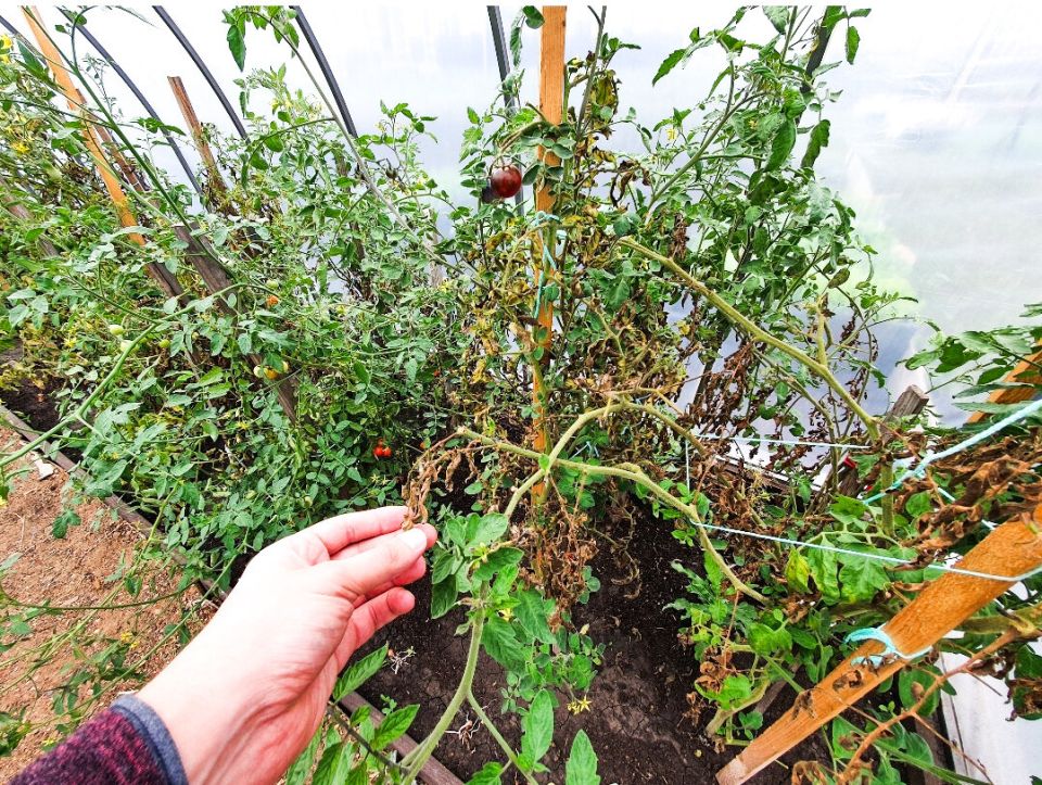 ��� ��������� ����������� ������: ������ ��� ��������� ������