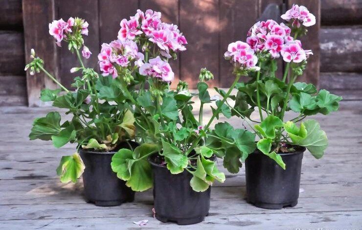 ��� ��������� ��������� ���������� �� ����� � �������� ��������