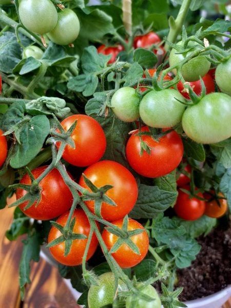 ����� ��������� �������: ���������� ��������� ���� � ������������ �������������