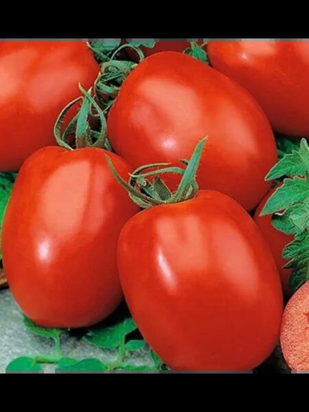 �����: ���������� ���� � ���������� ������ ������� ��� ������ �������