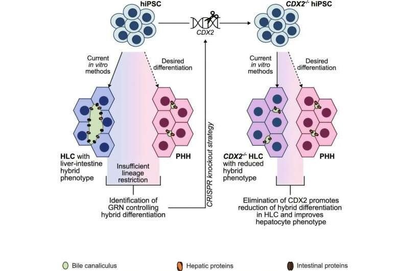 ����� ������� � ���������� �������: ��� CDX2 � CRISPR ������ Hank ������