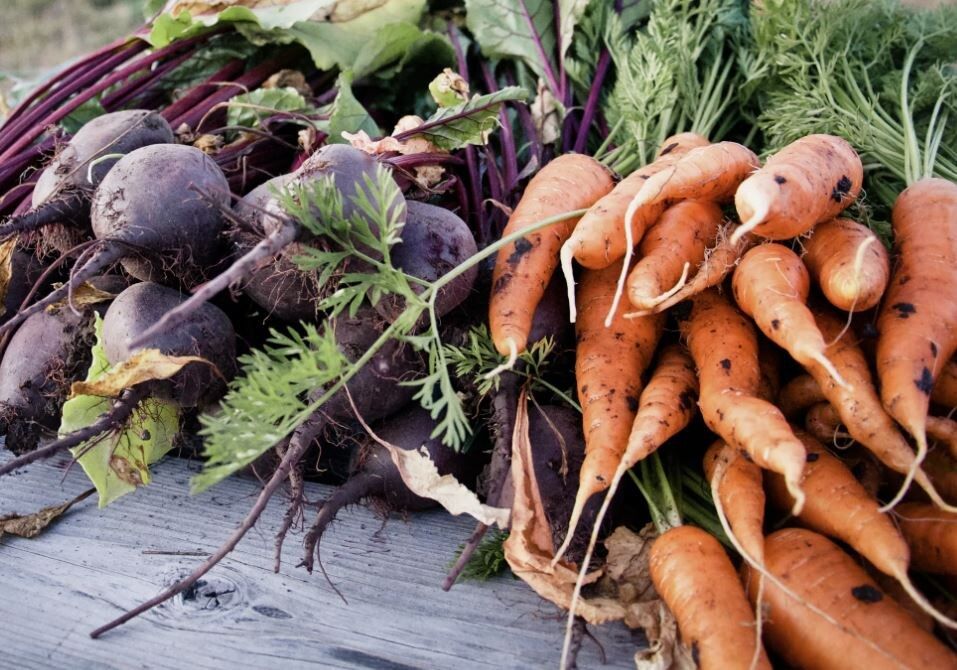 Уход за корнеплодами перед уборкой: как сохранить вкус и лежкость урожая