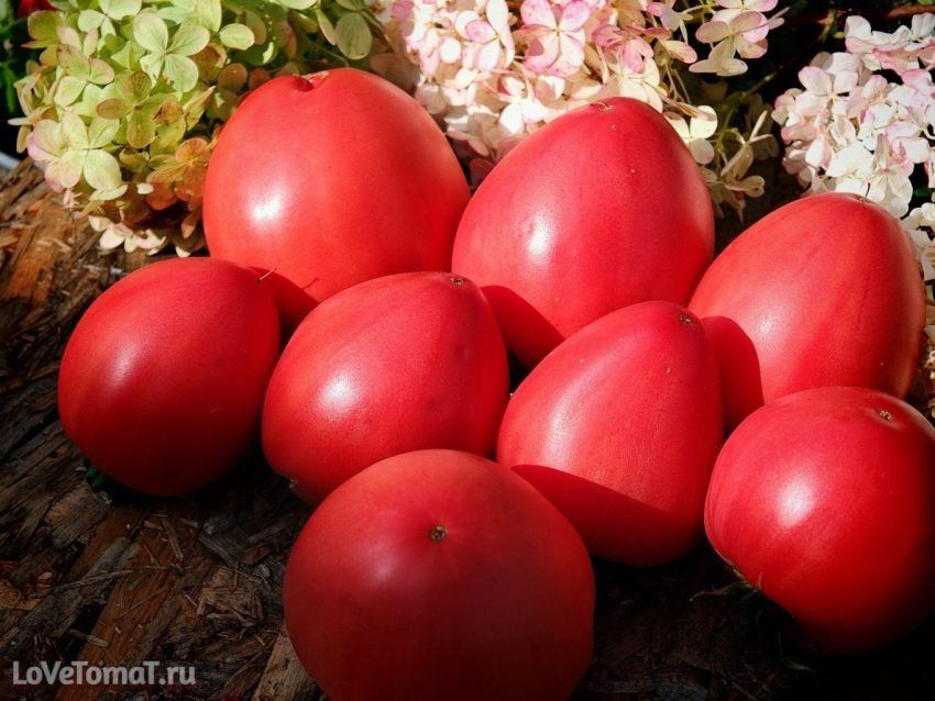 ����� ��������: ��������� ������ �� ������ ������ ��� ������� � ���������