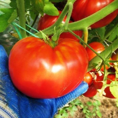 ����� �������: ������ ������ � ������������� � ������� ������� ������