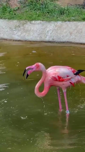          ,    
