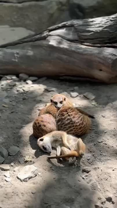   - .     
