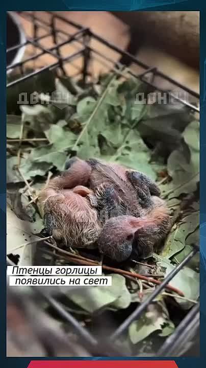 Два птенца появились на свет у австралийской хохлатой горлицы из парка «Малинки» Ростовской области