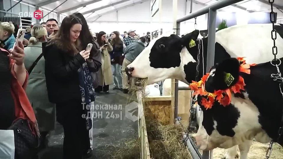 Коров, гусей и кур можно увидеть на выставке «Золотая осень»