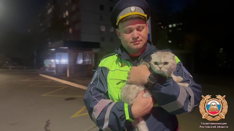 В преддверии выходных вместе с котиками коллегами из Ростовской области напоминаем о безопасности на дорогах в межсезонье