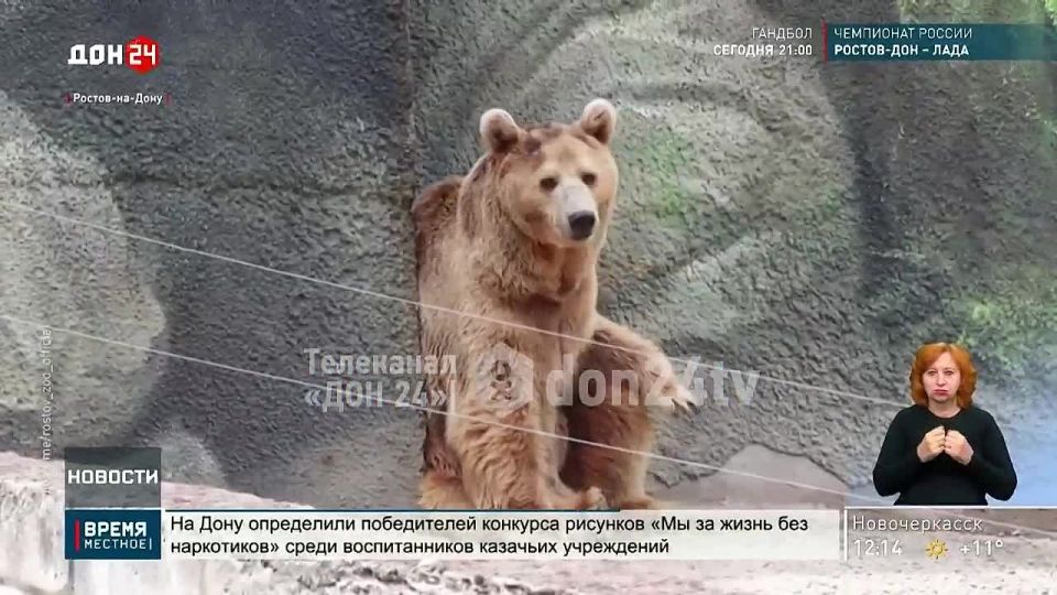 Мишки в Ростовском зоопарке готовятся к зимней спячке