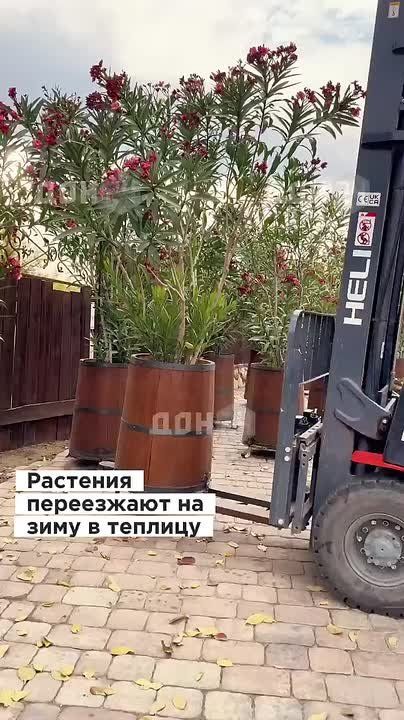 Декоративные растения парка «Лога» переместили в теплицы на зиму