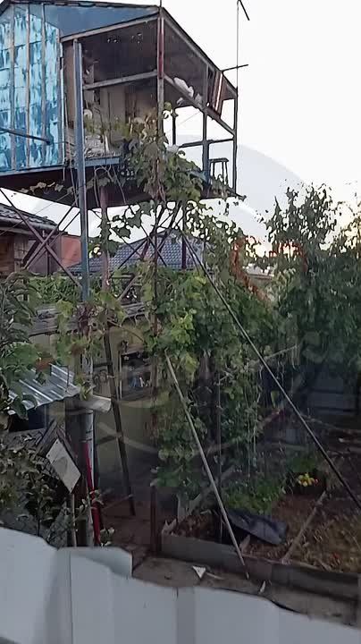 Пьяный батайчанин отрубил кошке задние лапы за то, что она залезла в голубятню