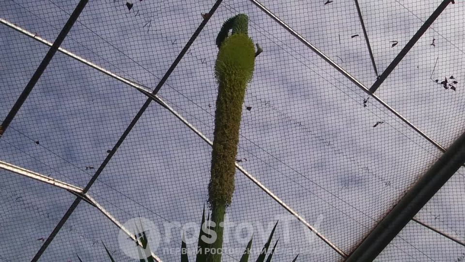 Теперь за вырубленные деревья в Ростове планируют взимать деньги