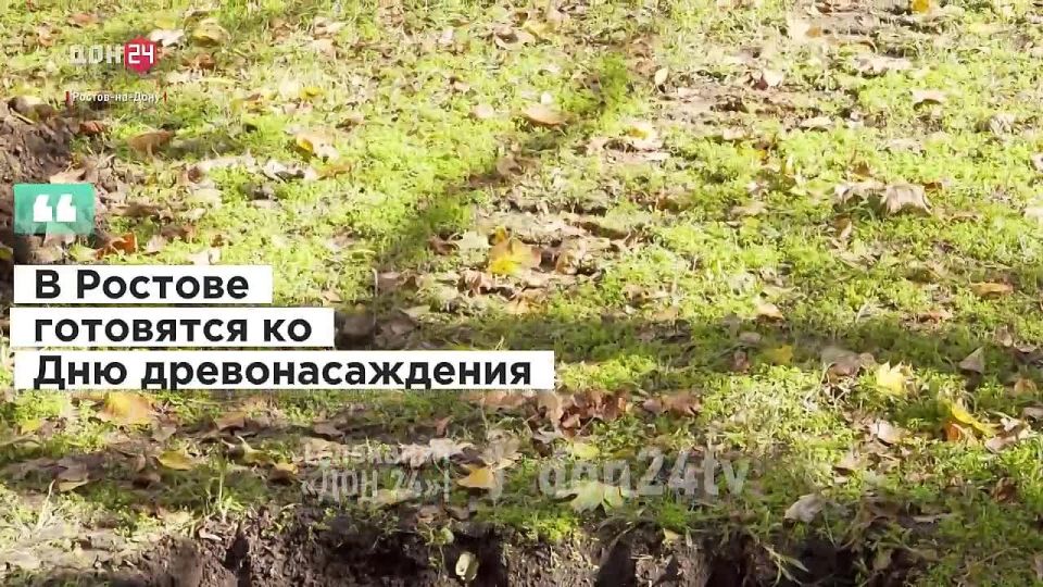 15 ключевых локаций определили для Дня древонасаждения в Ростове
