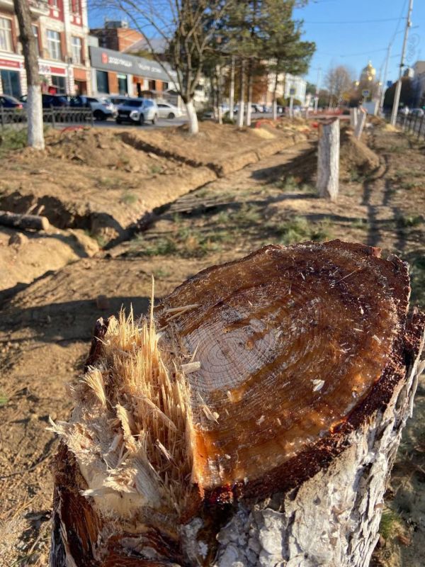 В Новочеркасске при благоустройстве территории вырубили 30 здоровых сосен