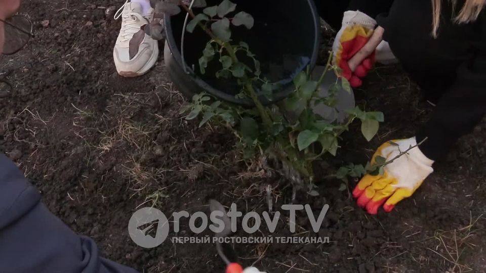 Розы от детей, победивших рак