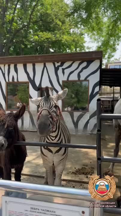 Зебра по тебе скучает!. Ты знал, что пешеходный переход называют «зеброй» не просто так?