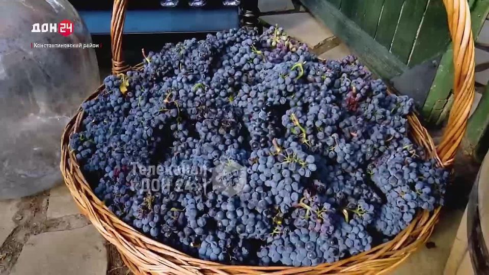 Донские винодельческие традиции возрождают на фестивале в Старозолотовском