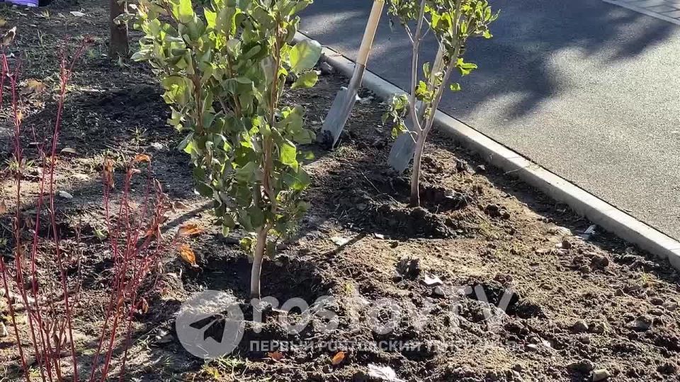 День древонасаждения: первые саженцы в парке Левобережный