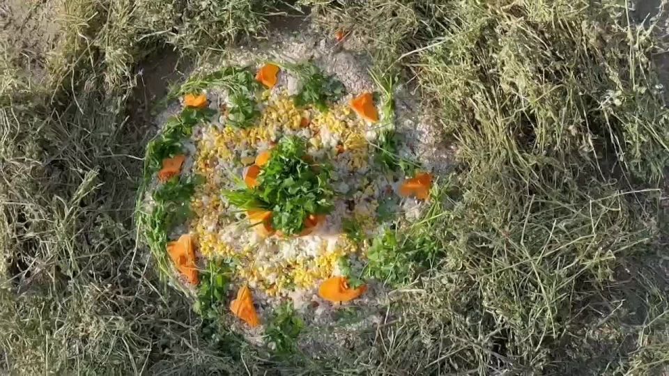 Белому носорогу Зеону - 38 лет!