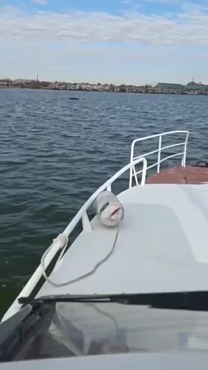 В Таганрогском заливе спасли выпавшего из лодки рыбака