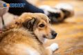#ВЕЧЕРНИЙ_ЧАТ. Проблема с бездомными собаками остается актуальной в Ростовской области на протяжении многих лет