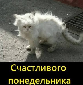 Нечего на зеркало пенять, если утро выпало на понедельник