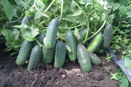 Эффективные техники ухода за огурцами: секреты здорового урожая