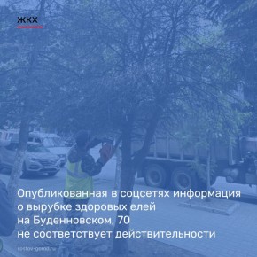 Опубликованная в соцсетях информация о вырубке здоровых елей на пр. Буденновском, 70 в Ростове не соответствует действительности