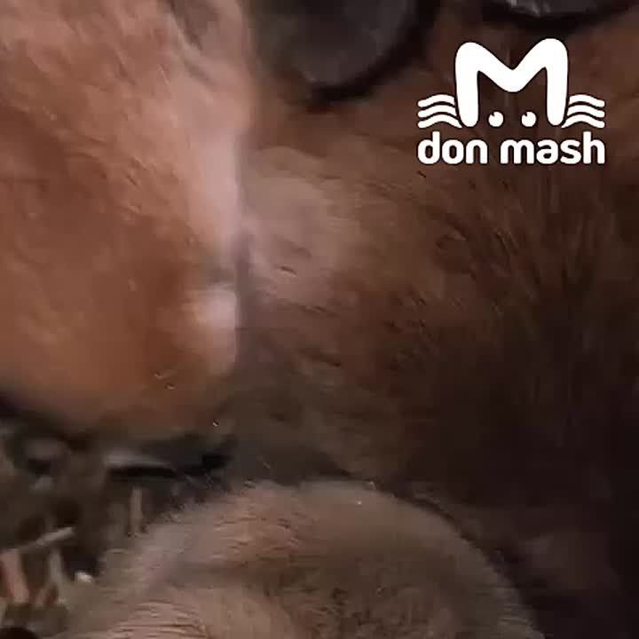 Вот вам пушистики для успокоения после тяжелого дня и предыдущего поста