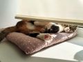 Как вернуть подоконникам первозданный вид: секреты чистоты и уюта
