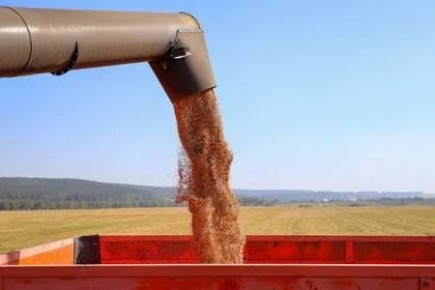 Глава КФХ Николай Юзефов: В Ростовской области при сокращении урожая пшеницы цены на нее снизились