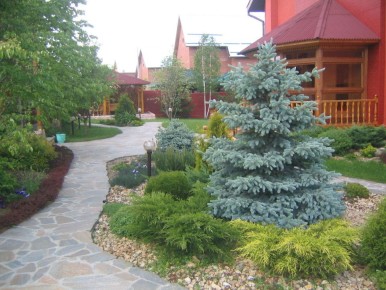Как выбрать идеальную елку для сада: советы от Green Space