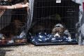 Россия вводит обязательную регистрацию домашних животных