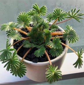     Palmifrons:      